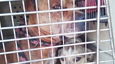 Stráníci v Hradci Králové odchytili dva psy, kteí se zatoulali do sexshopu....