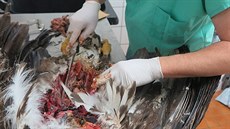 Pitva uhynulých orl moských na Veterinární klinice Vedilab v Plzni, na snímku...