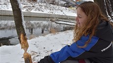 Bobr se zabydlel v areálu T�ineckých �elezáren.