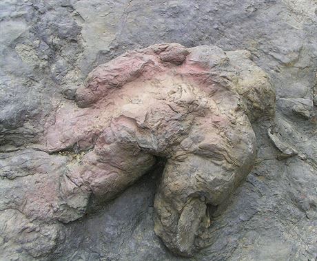 Fosilie ichnotaxonu Tyrannosauripus pillmorei, pravdpodobn stopy vytvoené...