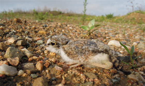 Jedním z mnoha druhů ptáků, kteří hnízdí na brněnské Černovické terase, je...