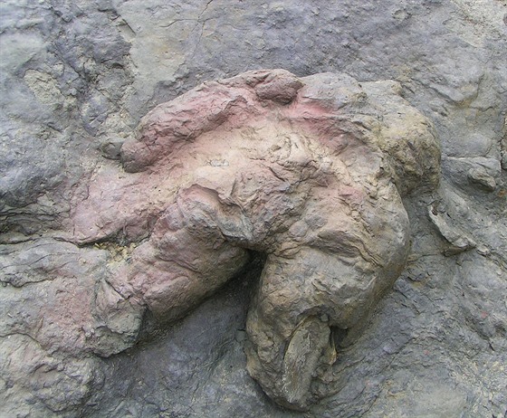 Fosilie ichnotaxonu Tyrannosauripus pillmorei, pravděpodobně stopy vytvořené...