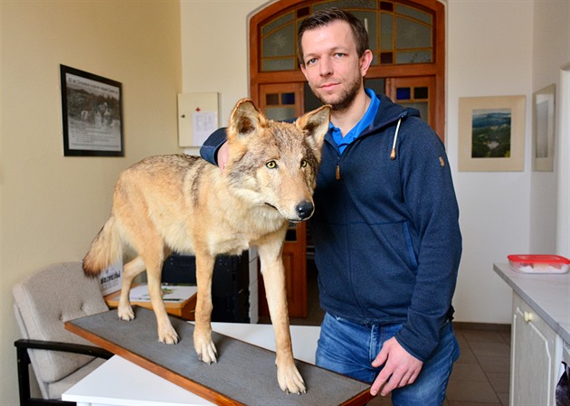 éf Správy CHKO eský ráj Jií Klápt pedstavuje vycpanou vlici, která bude...