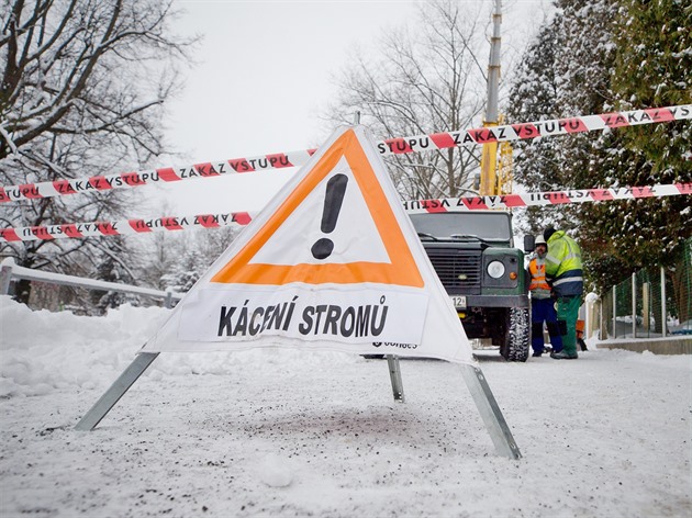 Devorubci kácí stromy u cyklostezky.