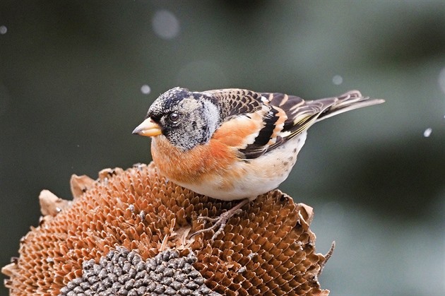 Birding je punk: Mladí lidé v New Yorku objevují kouzlo pozorování ptáků