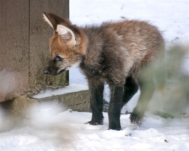 V hodonínské zoo nejspí toto mlád nezstane. O tom. kam zamíí, rozhodn...