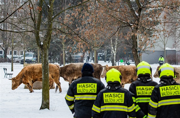 V Hradci utekly krávy při překládce kamionu, přes okruh vběhly na sídliště