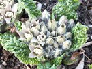 (Mandragora officinarum) neboli pokín obecný. Rostlina je jedovatá a její...