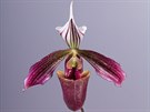 Orchideje jsou potem druh nejvtí eledí rostlin, která roste na vech...