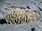 Lávový kaktus na ostrov Bartolomé, který roste na vychladlé láv bez jakékoli...