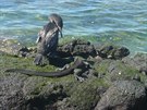 Nelétající kormorán vyruený leguánem na ostrov Fernandina