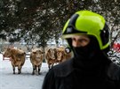 Krávy na útku v hradeckých ulicích (10. 2. 2021)
