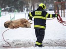 Hasii v Hradci Králové nakládali odchycené krávy do pepravního vozu (10. 2....