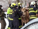 Hasii a policisté v Hradci Králové nakládali odchycené krávy do pepravního...