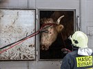 Hasii a policisté v Hradci Králové nakládali odchycené krávy do pepravního...