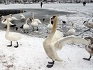 Labut na zamrzlém Velkém boleveckém rybníce v Plzni. Vysychající Bolevák...