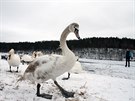 Labut na zamrzlém Velkém boleveckém rybníce v Plzni. Vysychající Bolevák...