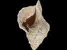 Archeologové si po 17 tisících letech zahráli na prastarou kebli