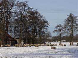 Stádo ovcí v nizozemském městě Wolvega spočívá na  sněhu, zatímco lidé vyrazili...