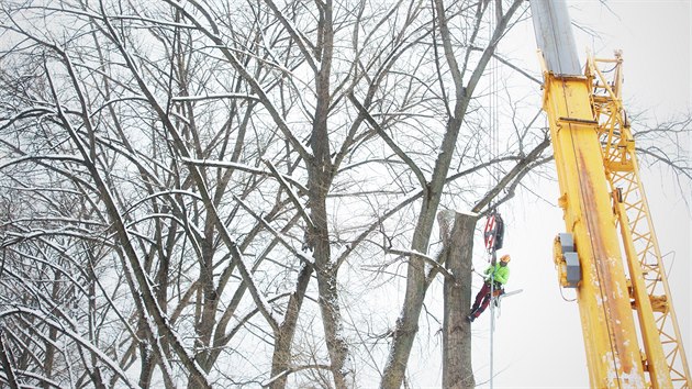 Dřevorubci kácí stromy u cyklostezky.