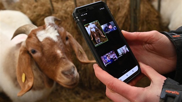 Britská farma Cronkshaw nabízí videokonference s kozami. (9. února 2021)