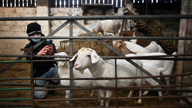 Britská farma Cronkshaw nabízí videokonference s kozami. (9. února 2021)