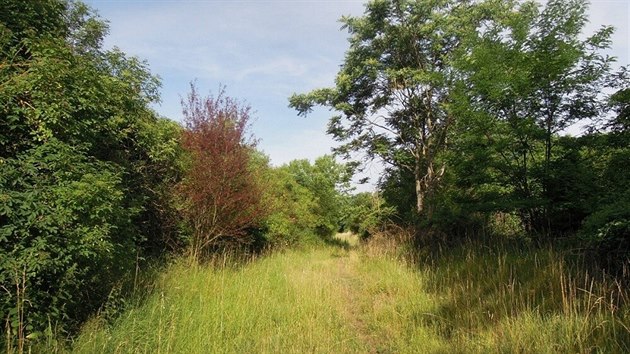 Husté porosty křovin na brněnské Černovické terase jsou hnízdištěm mnoha druhů ptáků včetně ohrožených.