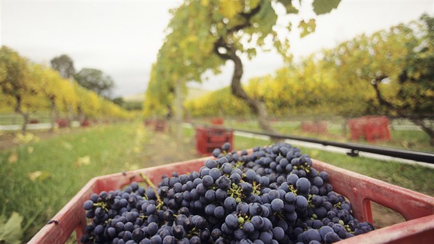 Hroznové víno na vinici v Yarra Valley, Victoria Austrálie
