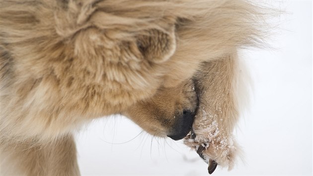 Nenechte psa vylizovat si mezi pol�t��ky na tlapk�ch sn�h o�et�en� posypovou sol�m, mohl by m�t v�n� za��vac� pot�e. Pokud m� dlouh� chlupy, mezi pol�t��ky mu je vyst��hejte, a� se mu na n� nenabaluje sn�h. 