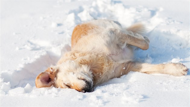 Řadě psů sníh ani mráz nevadí, přesto dejte pozor, aby neprochladli. 