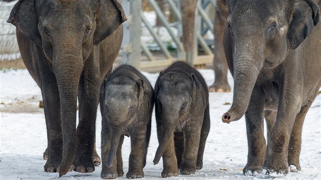 Samice slona indického se slůňaty: zleva Janita, Lakuna, Amalee a Tamara.