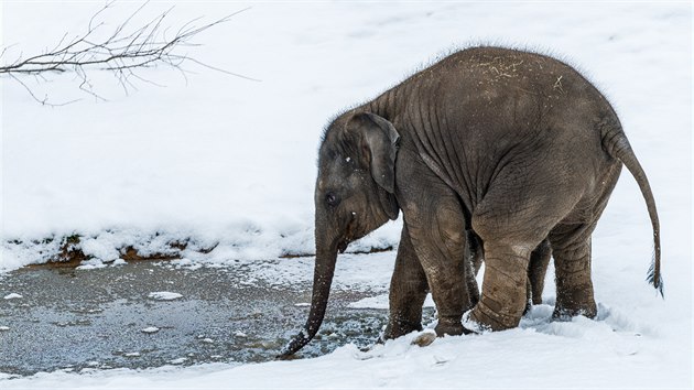 Samička slona indického, osmiměsíční Amalee. Je hodně živá a neposedná, zamilovala si nejen sníh, ale nejradši by si hrála i v zamrzlém kališti. 