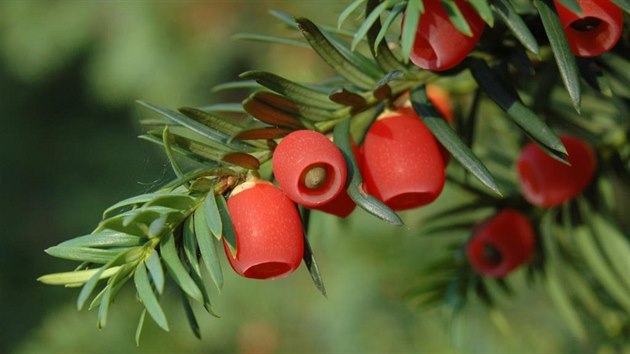 Taxus baccata. Cel rostlina tisu ervenho je jedovat s vjimkou jedlho epimatia - ervenho dunatho obalu okolo semene. Jed m vliv na srden innost a zpsobuje srden zstavu. Smrt me nastat v du destek minut po poit rostliny.