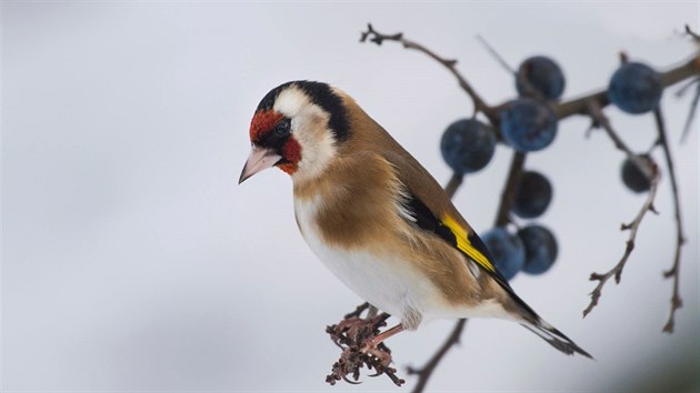 Stehl�k obecn�