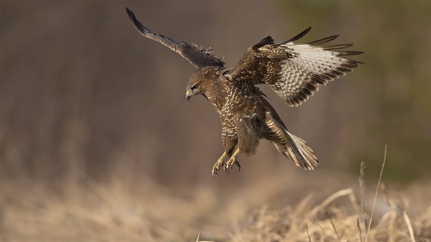 Kn lesn (Buteo buteo), Ptk roku 2021, pi lovu. Ne kad z jeho mlat vylet z hnzda, nanos mu rodie na 700 hlodavc.