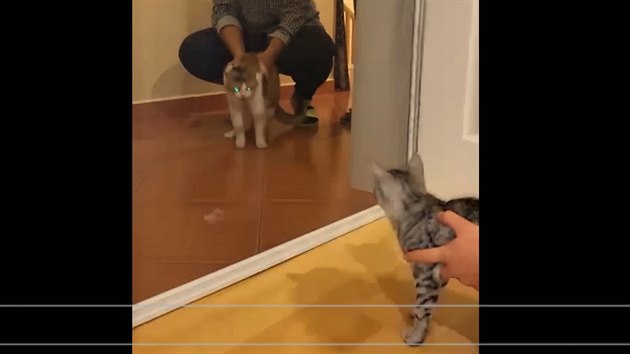 Lia (vlevo) na domácím videu: po seznamování s kotětem zpočátku vůbec netoužila a dávala silně najevo, co si o tom myslí. 