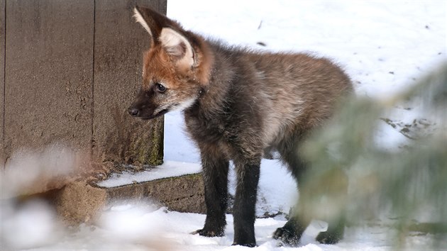 V hodonnsk zoo pila na svt dv vlata. Kvli stresu vak samice jedno mld zabila.