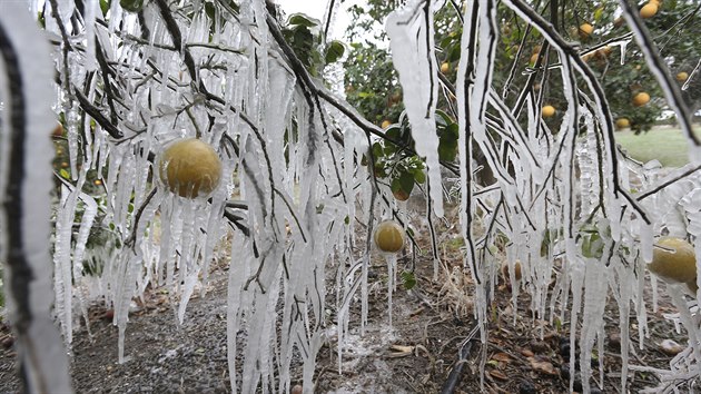 Zimu jako v posledních dnech jižní část USA nezažila několik desetiletí. Sníh a led pokryly i oblasti, kde to je vzácné, například i Edinburg v Texasu. Rampouchy se tvoří na citrusovém stromu z postřikovače používaného k ochraně stromů před mrazem. (15. února 2021)