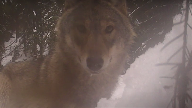 Mladý vlk v Národním parku České Švýcarsko prozkoumával fotopast. (19. února 2021)