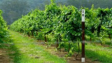 Celkový pohled na vinici v Porepunce, severovýchodní Victoria, Austrálie