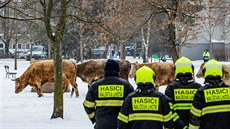Policisté a hasii nahánli krávy po Hradci Králové (10. 2. 2021).