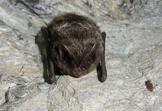 Kriticky ohrožený netopýr černý, který přezimuje v podzemí Javorového vrchu.