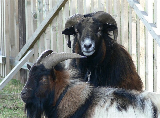Opu�t�ná zví�ata beránek a kozlík u� jsou v pé�i Ekocentra Dúbrava. Týden...