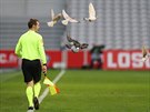 Bhem zápasu Lille proti trasburku poletovali nad trávníkem ptáci.