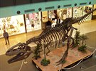 Kostra gigantosaura objeven v Argentin.