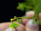 Botanikm v Troji se podailo rozmnoit vzcnou masoravou rostlinu lkovku...