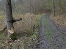 Stopy dokazující výskyt bobr jsou patrné napíklad i v údolí eky Balinky...