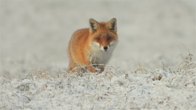 Fotograf Pavel Černý z Aše, který se věnuje zejména volně žijícím živočichům, vyráží do lesa i v zimě.