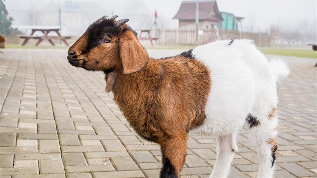 Chovatelce Marii Štefanové z Tábora se loni narodil kříženec ovce a kozy. Jmenuje se Barborka a je to už domácí mazlíček.