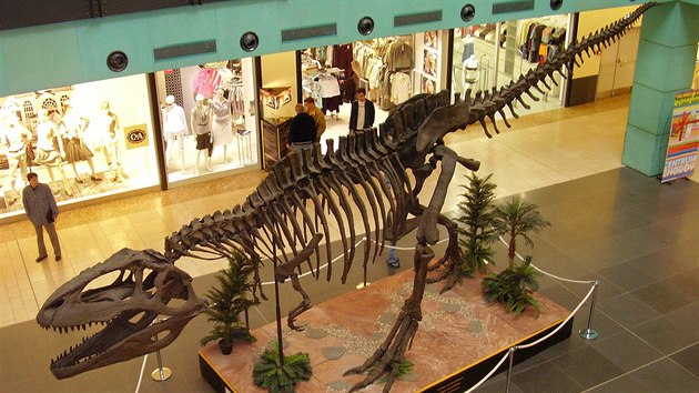 Kostra gigantosaura objevená v Argentině.